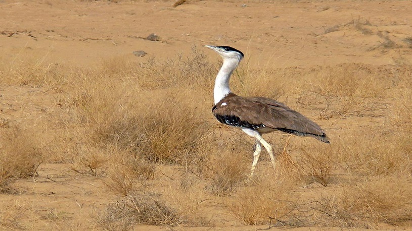 Desert National Park